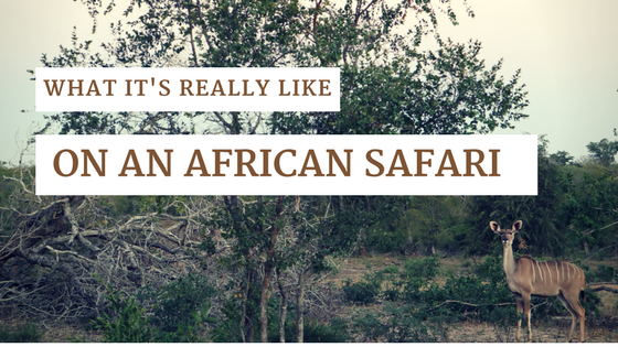 african safari south africa truth