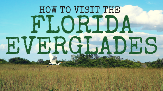 florida everglades travel guide visit tips