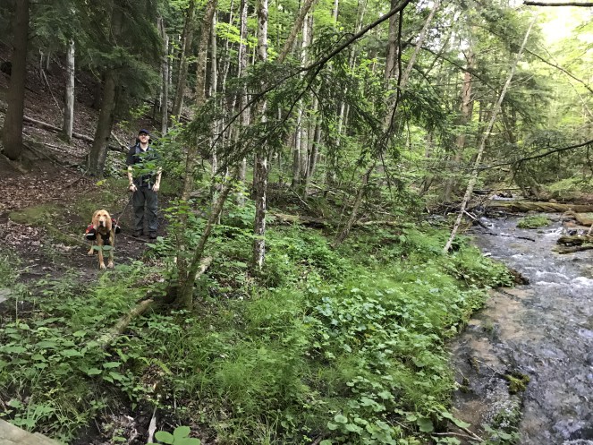 backpacking with dog jordan river pathway michigan hiking