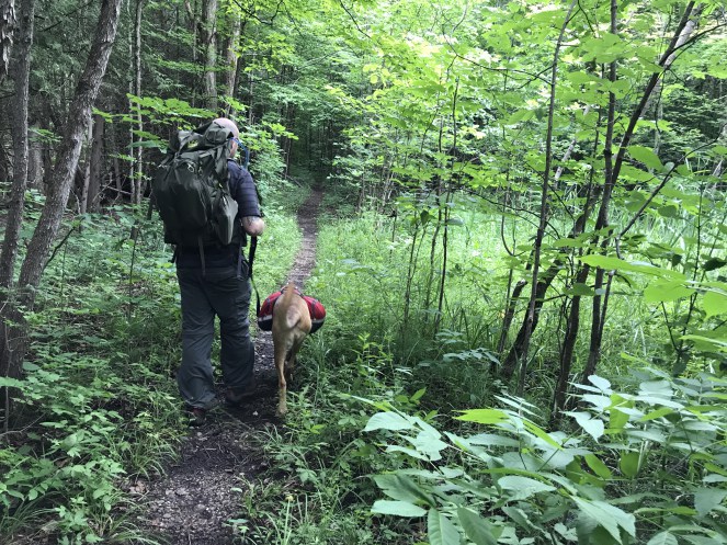 Hiking the Jordan River Pathway in Michigan Dog Backpacking