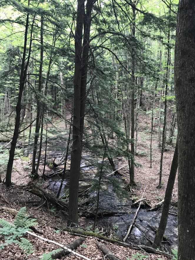 view river jordan pathway michigan trail hiking