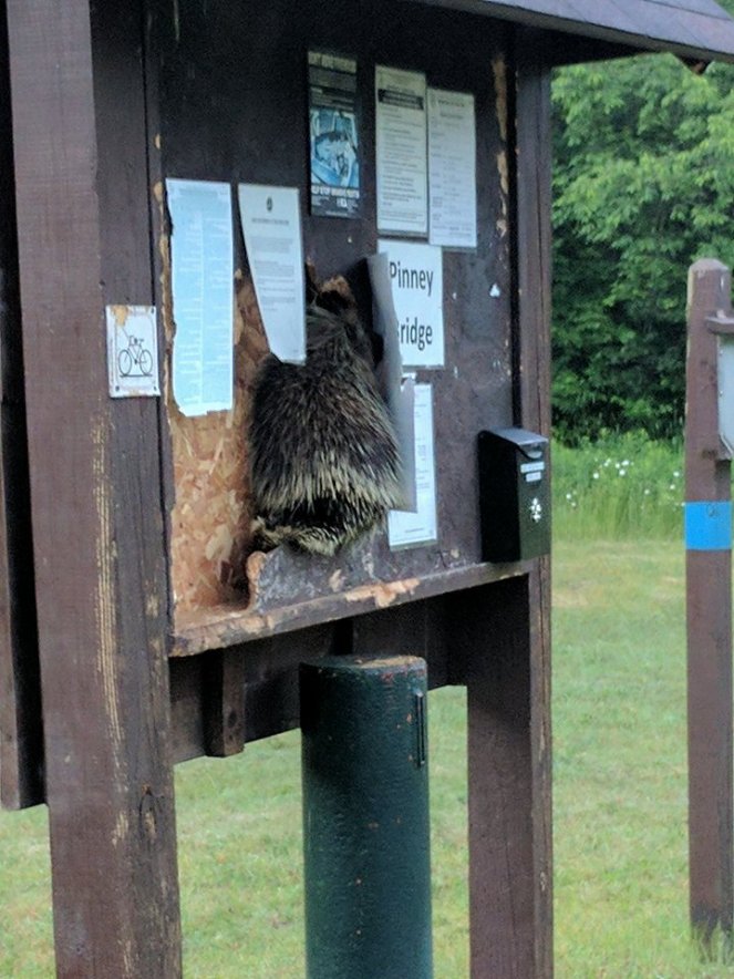 porcupine eating sign pinney bridge campground jordan river pathway north country trail michigan hiking backpacking camping