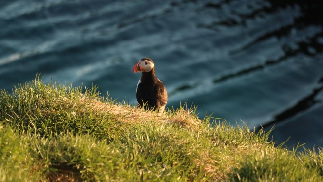 Puffin Iceland
