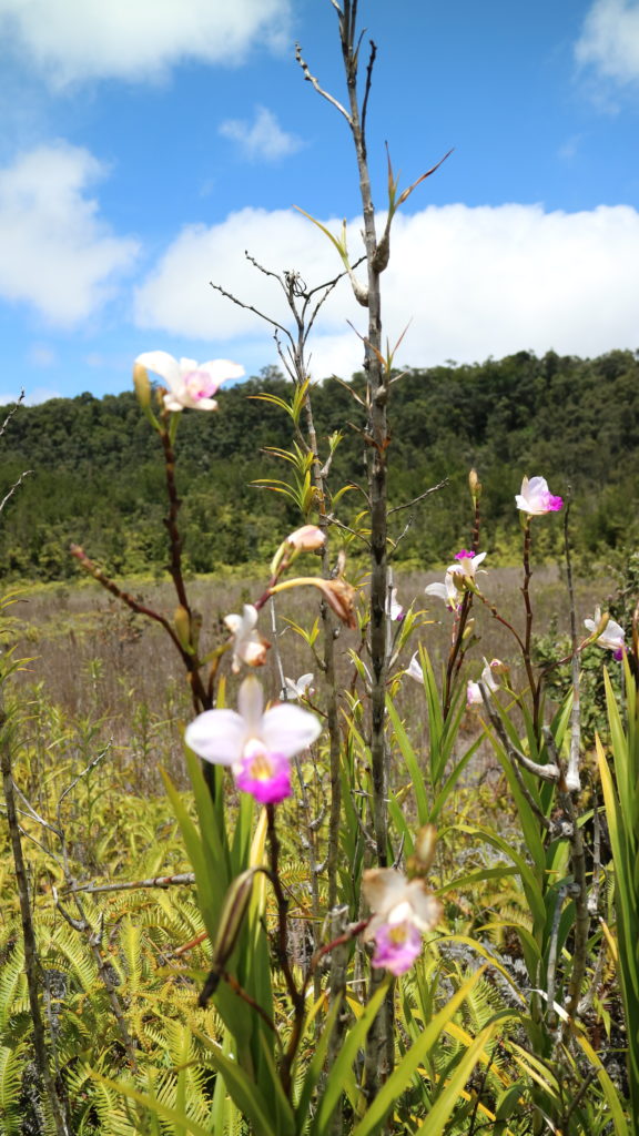 hawaii big island flora flower volcano national park