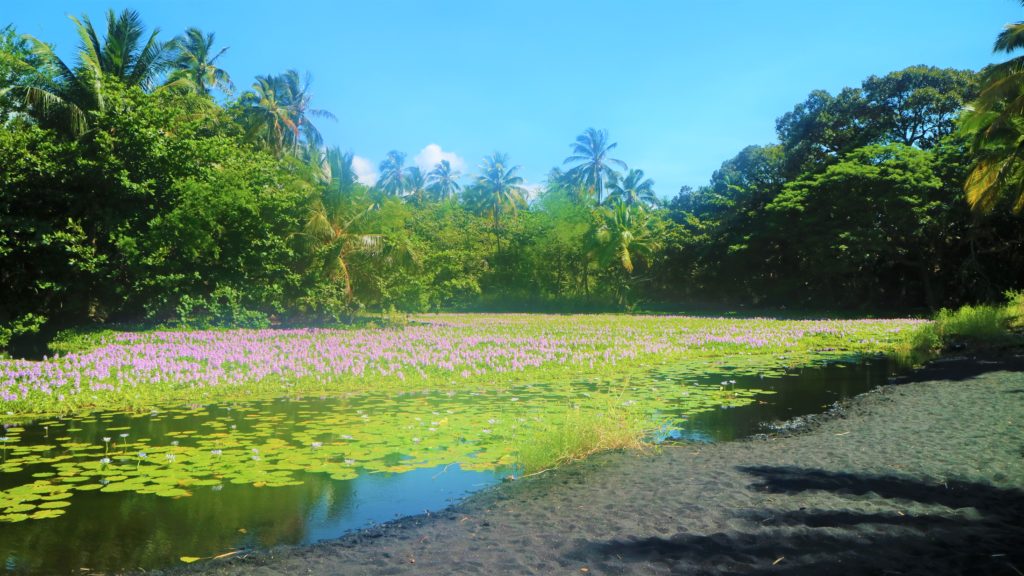Lily pond at punaluu black sand beach hawaii big island attraction