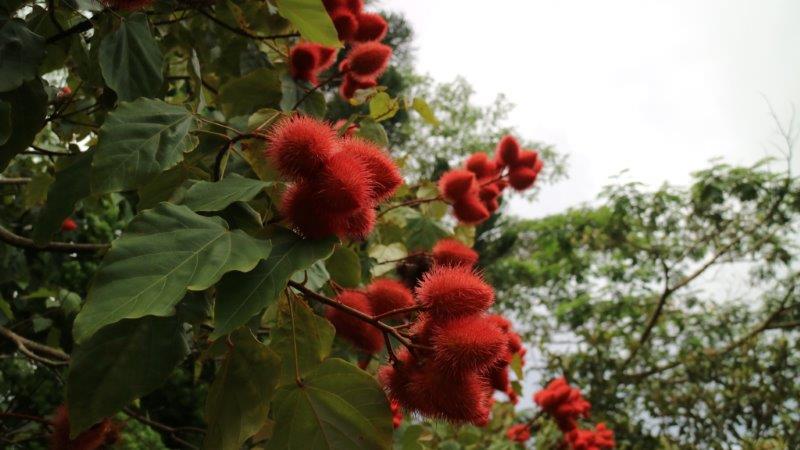 Rambutan Fruit Garden Gourmet Cafe Hana Maui Hawaii Food Truck