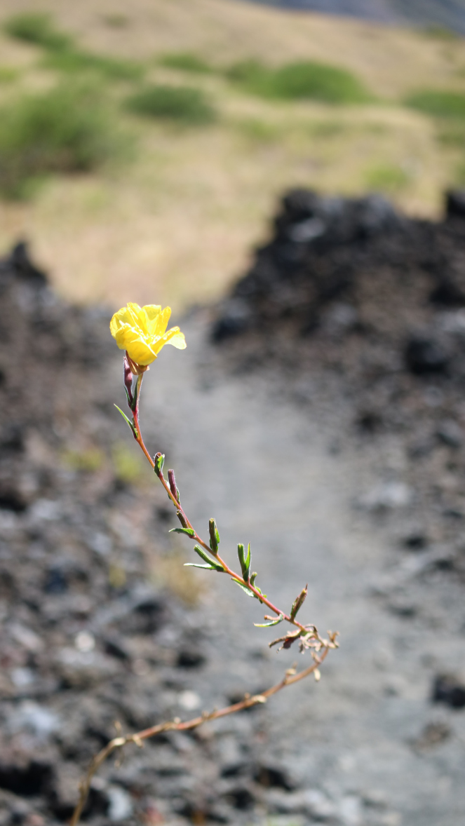 plantlife plants haleakala national park maui flowers unique