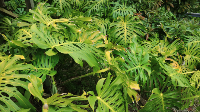 tropical plants hiking maui
