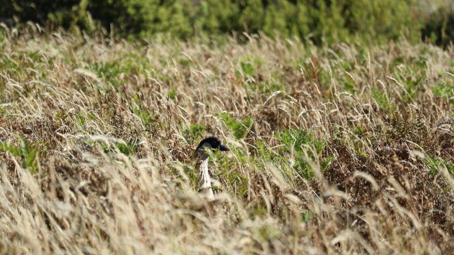 nene native hawaiian bird