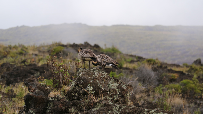 nene hawaiian bird maui haleakala