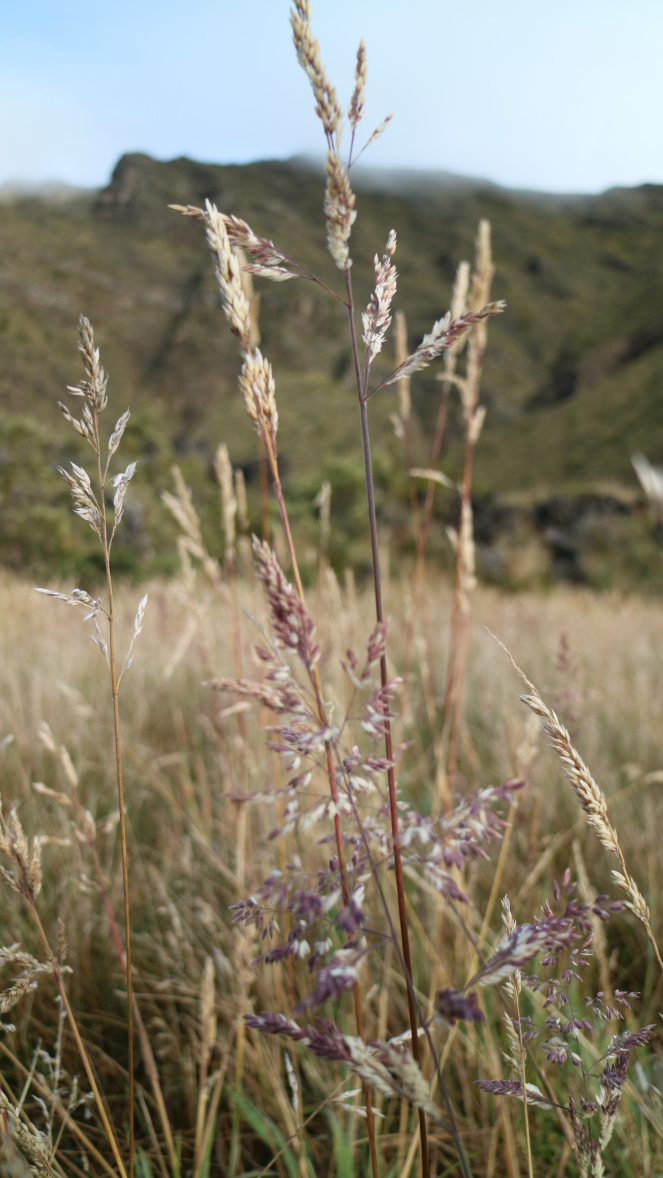 native plants haleakala maui