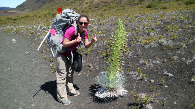 silversword