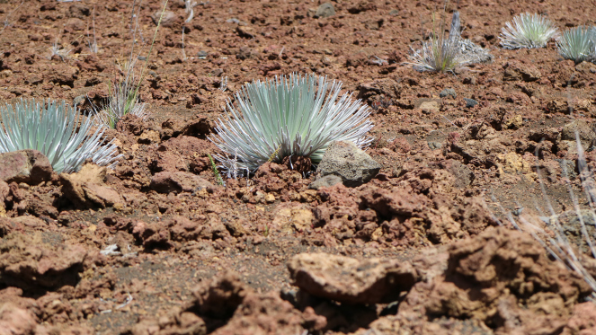 silversword native plants haleakala national park maui hawaii