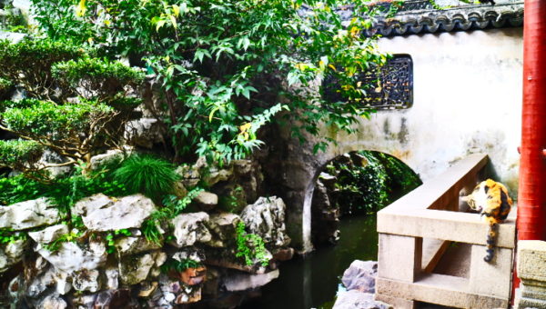 yu garden shanghai china cat