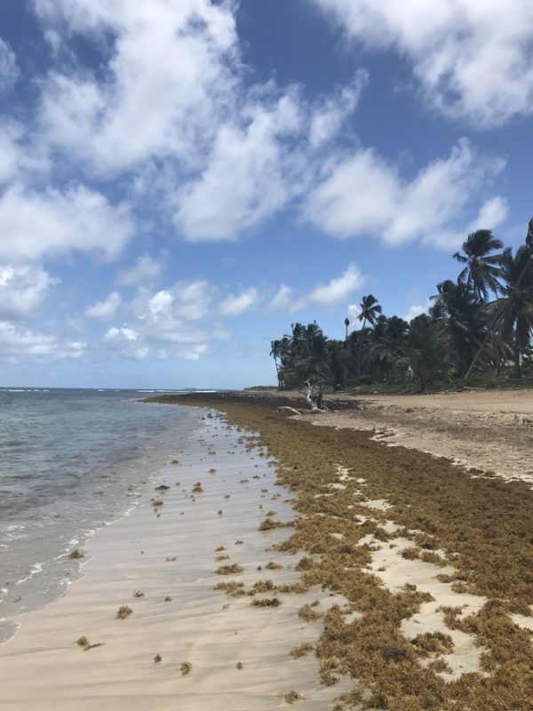 beach seaweed uvero alto zoetry agua punta cana dominican republic