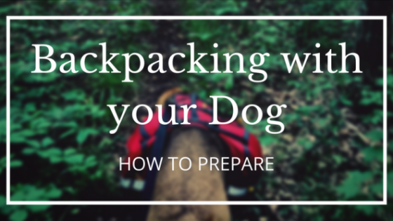 backpacking dog prepare hiking hike