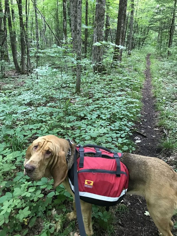 dog walking woods hiking backpacking bloodhound hiking