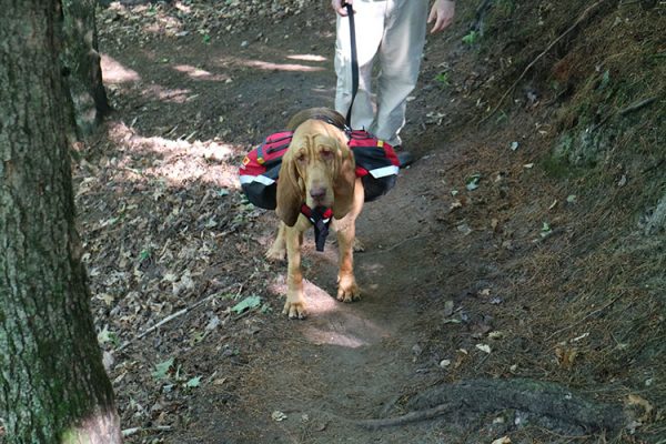dog backpack carry gear hiking backpacking