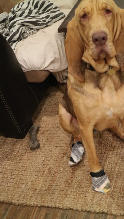 dog booties hiking backpacking bloodhound boots gear
