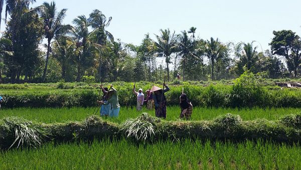 rice field work indonesia travel world explore