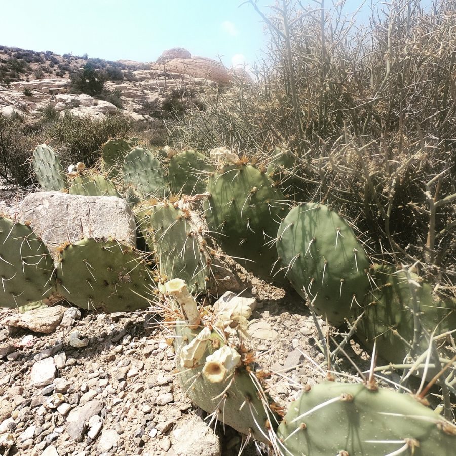 cactus desert red rock canyon conservation